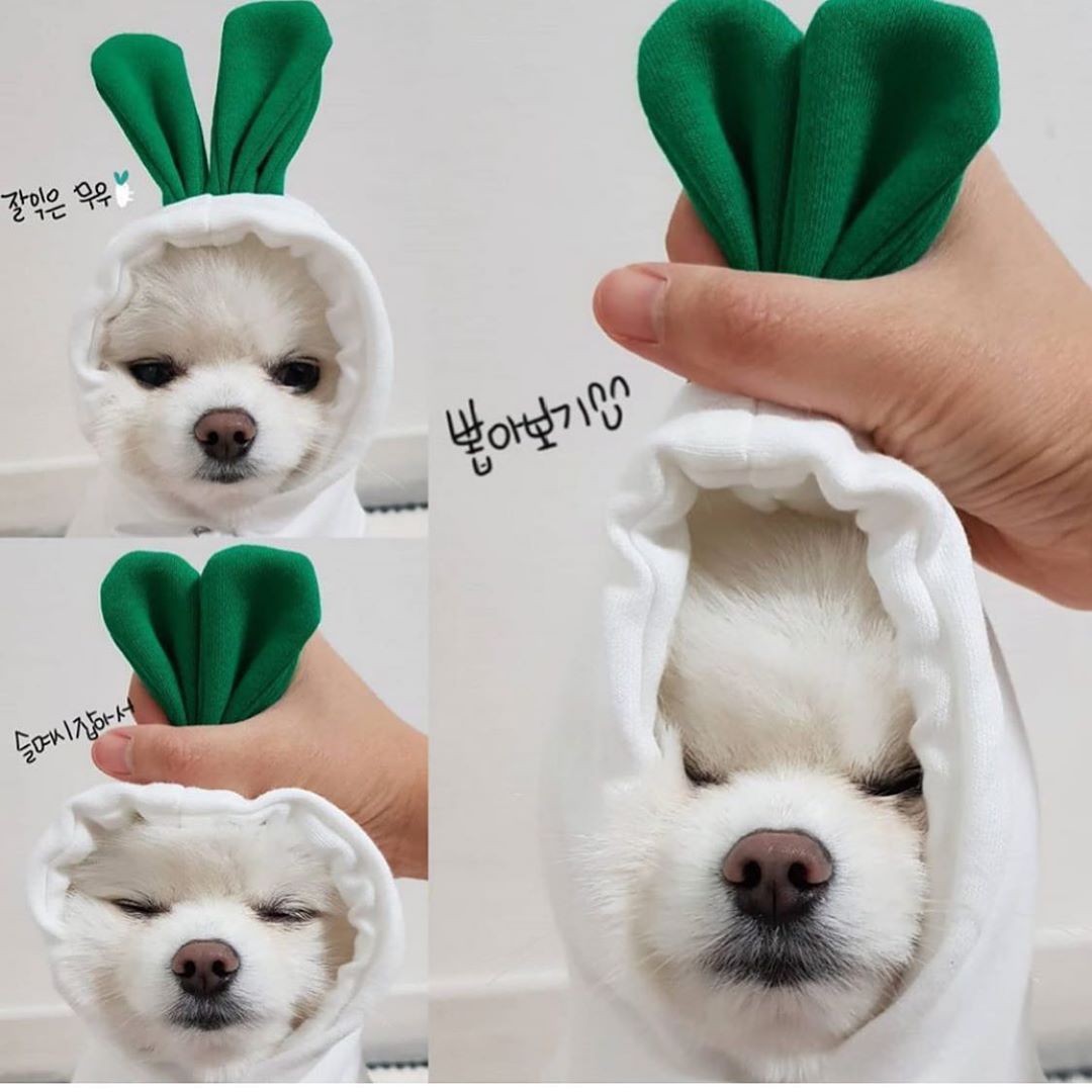 Cute Fruit Fleece Hoodie for Dogs / Puppies – Warm Winter Coat & Costume
