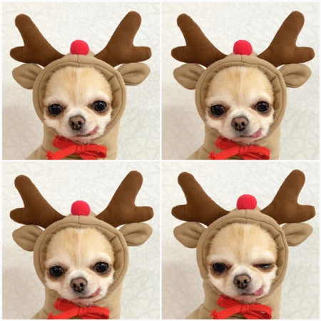 Cute Fruit Fleece Hoodie for Dogs / Puppies – Warm Winter Coat & Costume